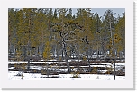 2b_old forest_8065 * 3745 x 2330 * (7.48MB)